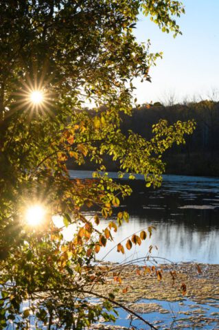 Autumn Suns Autumn Suns