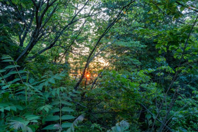 Sunburst Through the Canopy Sunburst Through the Canopy