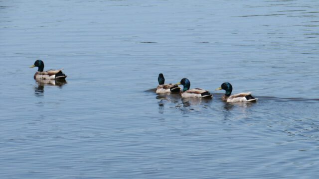 Mallards on the River Mallards on the River