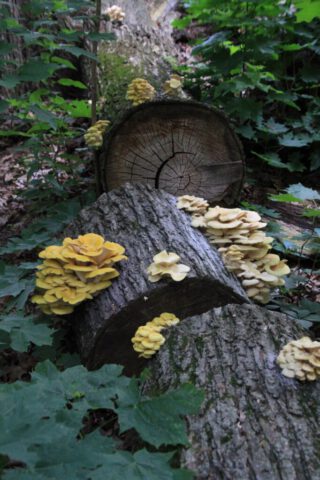 Shelf Mushrooms on a Fallen Log Shelf Mushrooms on a Fallen Log
