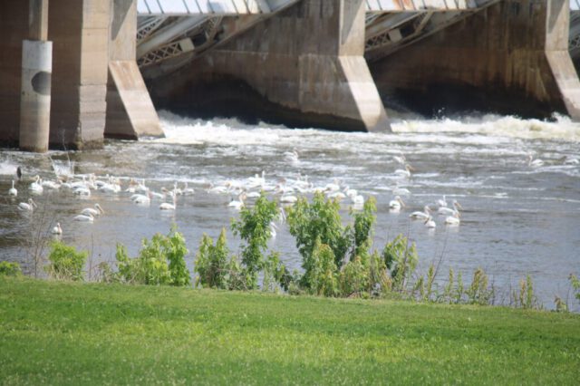 Pelicans Below the Dam Pelicans Below the Dam
