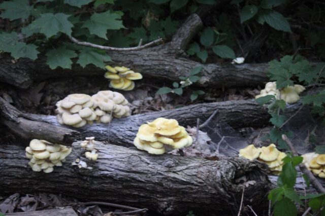 Mushrooms Along the Trail Mushrooms Along the Trail